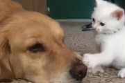昼寝をしたい犬 vs 遊びたい子猫