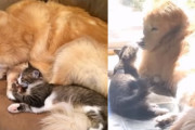 ペットだって友だちが必要。うつ状態の犬を救った猫の話