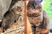 【海外】「ストリートでの生活を経て、パティオに現れた猫の運命が一変！新たな家族との出会い」