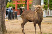 奈良公園の鹿に触れる外国人（海外の反応）