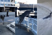 街中を走る一頭の牝鹿。人々の前通り過ぎ、華麗に柵を飛び越えたらその先は川でした／(^o^)＼