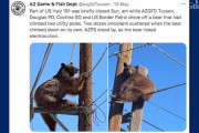 電柱に上ったクマを救助する為に町が停電に！（アメリカ）