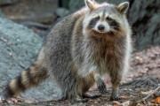 アメリカ人「世界のみんなは現実でアライグマって見たことある？」