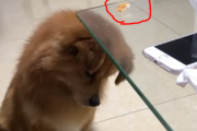 海外「バンブーズル再び。」賢犬VSアホ犬 可愛いのはどっち！ 海外の反応