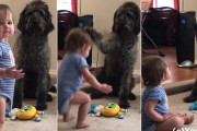 お座りをワンコに教えていた赤ちゃん、逆にワンコにお座りをさせられてしまう！ラブラドゥードルと赤ちゃんのほっこり映像