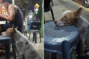 やせ細った犬が空腹に耐えきれず、屋台の椅子に顔を乗せ、人間が食べ物を分けてくれるのを待ち続ける（メキシコ）