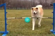 秋田犬の跳躍→海外「完璧」「この長い柴は何だ？」「彼らは大きな愛すべきおバカ」