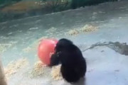 ネット民「オモチャみたいな動きをする子ザルがカワイすぎるｗｗｗｗ」
