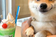 外国人「食べ物を見ると特に良い笑顔になる柴犬がキュートすぎる！」