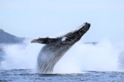 【海外】「オーストラリアでザトウクジラの数が驚異的に復活！捕鯨前の水準を大幅に上回る」