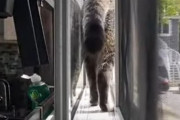 「この猫がせまい空間でUターンしたんだけど…物理法則を無視してる!?」優雅な動きが注目を浴びる