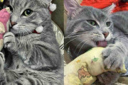 【海外】地域猫、ついに人間に助けを求める！変化を求めたその瞬間とは？