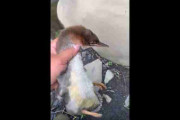 この鳥の逃げ足速すぎｗｗｗ 想像の3倍速いｗｗｗ 海外「ソニックブームが聞こえたような気がするｗｗｗ」