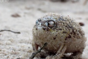 【衝撃】捕食動物も怖がって逃げ出す「カエルの怒りの鳴き声」が話題に！ これはｗｗｗｗｗ
