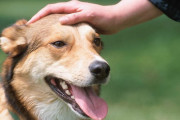 他人の家に不法侵入した女、食器を洗いペットの犬をなでて立ち去る凶悪事件発生ｗｗｗｗｗｗ
