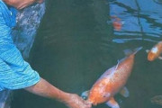 海外「誰かが入れ替えていたのではlol」 日本には226歳まで生きた鯉がいたと話題に
