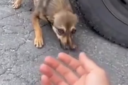 敵じゃないよと手を差し伸べる。優しくされたことがなく警戒心が強い犬。海外の反応