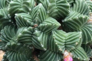 外国人「これもう異世界に生えてるだろって多肉植物を集めてみた」