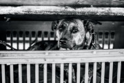 6年間狭い檻に閉じ込められていた2匹の犬、それでも人間を信じていた