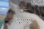 こんな動画だけ見ていたい。馬と猫の純粋な友情
