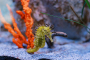 【海外】「初めての人でも分かる！タツノオトシゴ飼育のための完璧な水槽環境とは？」