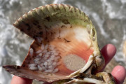 【海外】貝殻の中の謎の「泡」──実は孵化間近の驚きの発見！
