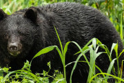最近の日本のニュースの話題がクマだらけ←「気候変動だ」(海外の反応)
