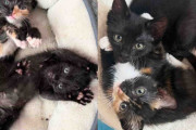 【海外】「保護猫２匹を迎え入れたら、彼らが互いにどれほど必要としているかに気づいた瞬間」