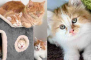 【海外】裏庭で暮らす猫と子猫たちを救出！意外な展開に驚愕の瞬間とは？