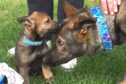 先住犬のジャーマンシェパードが、まだ子犬の弟犬に愛情を注ぎ大親友になるまでの幸せあふれるほっこり映像