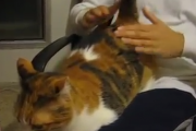 もっともっと叩くんだ！猫の尻を叩かされる人生、それもまた良し。海外の反応
