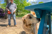 【海外】「犬の力で守る！絶滅危惧種スパイダランタンフライ追跡トレーニングと農作物救済の秘密」