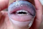 キスしたくなるほどふっくらセクシーな唇を持つ魚にTwitterざわざわ