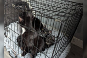 【海外】「犬の散歩中に目撃！バンから投げ捨てられたクレートの中に家族が！驚きの実態とは？」