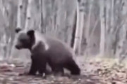 【外国人「なんだよあの子グマｗｗｗヤバイだろｗｗｗｗ」