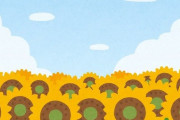 「ヒマワリの種、野生のものと栽培されたものを並べてみた…」同じ50粒でもこれだけ違う