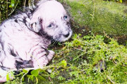 【海外】街の犬を飼うことがライフスタイルに？愛犬家アンニカの新たな冒険！