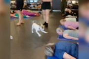 【海外】「ヨガクラスに現れた元気な子犬が大爆笑を巻き起こす！癒しのひととき」