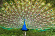 【海外】驚きの鳥の世界：知って驚く！10の驚異的発見