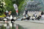 韓国人「ソウル駅や漢江にハトが多すぎる理由が判明…餌やり禁止の効果に注目」