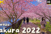 伊豆半島で河津桜を見ながらお散歩！外国人「桜を見ると春の訪れを感じるね」