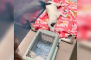 【海外】「母犬が子犬を失ったと勘違い…シェルターのスタッフが贈る感動のサプライズ！」