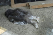 フクロウの赤ちゃんが行き倒れ！？いいえ違います、頭が重いのでうつ伏せで眠るのがデフォなんです