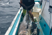 海外「日本でモンスターを釣り上げてきたぜ・・・」外国人が釣ったクロマグロに海外が驚愕！！