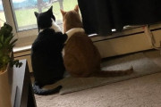 僕がついてるから大丈夫。雷雨におびえる猫に身を寄せて励ます猫（カナダ）