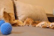 お休み中の子猫たちの中に一匹だけ眠くない子猫。遊びながら兄弟姉妹を何度も起こしちゃう様子が微笑ましい