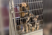 【海外】「愛犬の涙…里親が決まった子犬たちと置き去りにされた母犬の切ないストーリー」