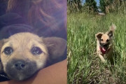 バリ島で病気の子犬が旅行者に拾われ、ロッキーマウンテンで駆け回るようになるまでの感動の物語