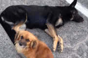 ケガを負った犬に寄り添うもう1匹の犬。2匹を保護したら衝撃の事実が…救った命は２つではなかった