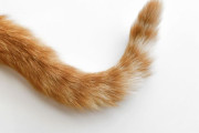 なんだこいつ！自分の尻尾を捕まえた茶トラ猫。だがここからが面白かった